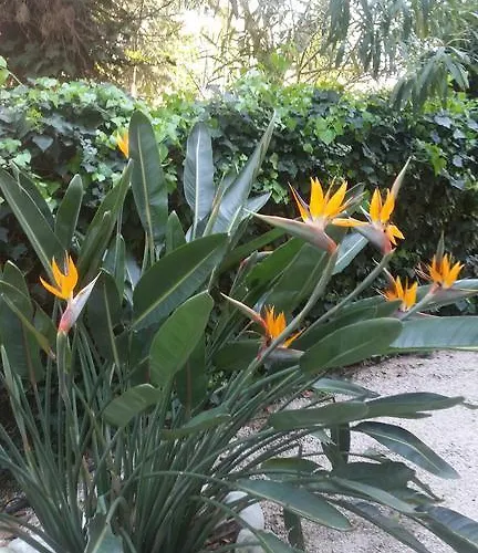 ホテル Les Lauriers 3*